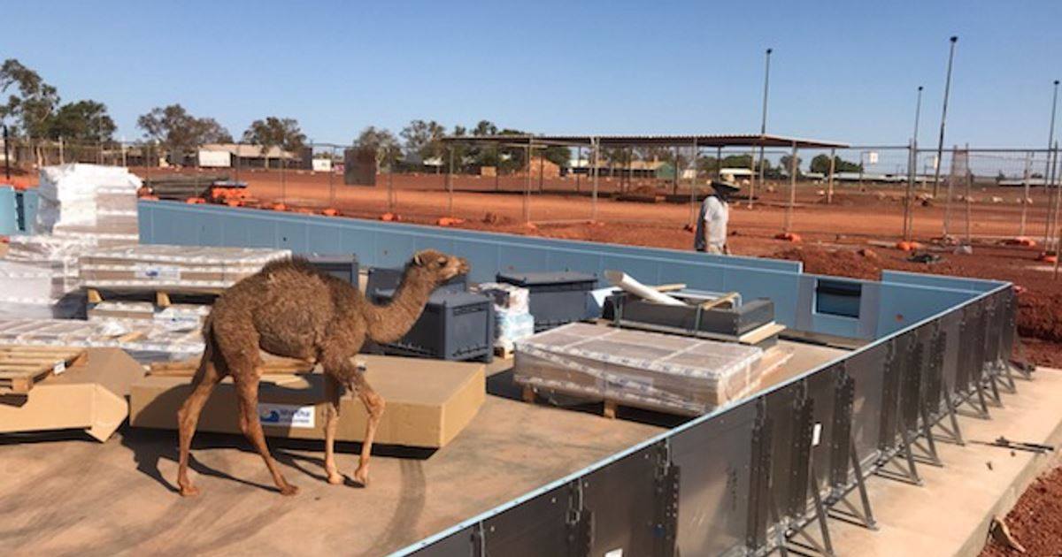 ABC Kimberley - 🐫🐫CAMEL CHECKS OUT POOL PROGRESS🐫🐫 This thirsty camel ...