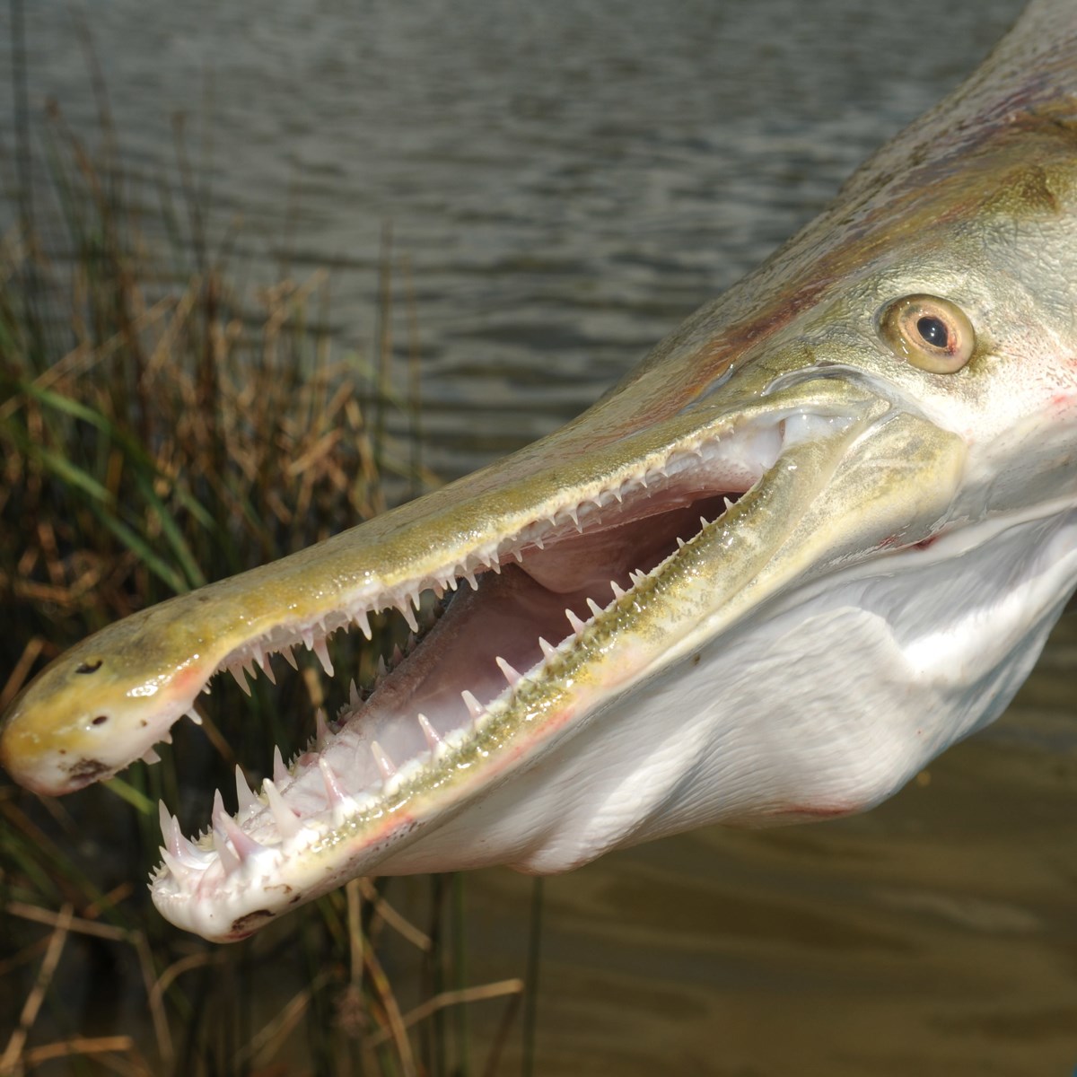 Texas Parks and Wildlife - ALLIGATOR GAR DRAWING: Enter for your chance ...