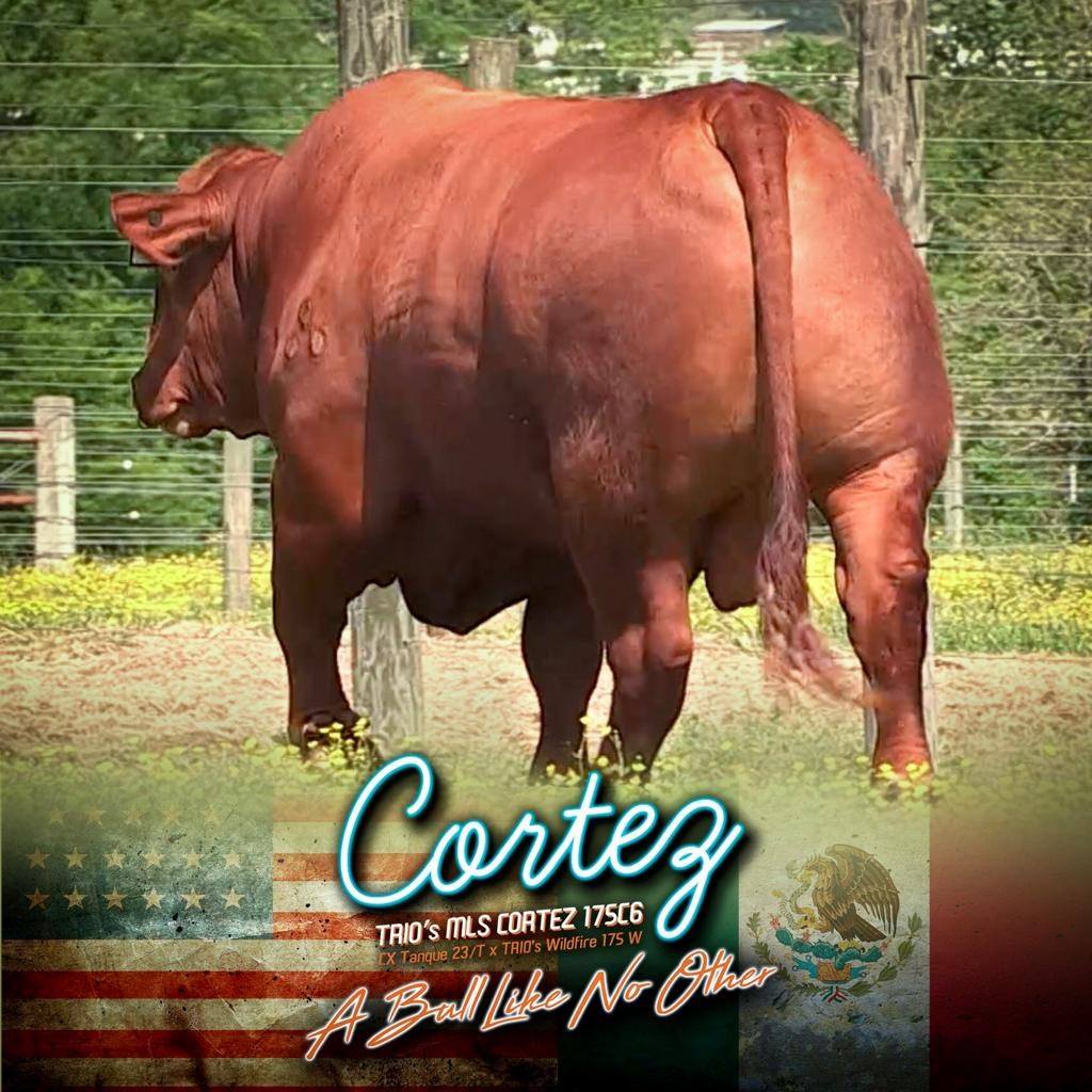 TRIO Cattle & Genetics - For the U.S. & Mexico, $70 a unit, thru the ...