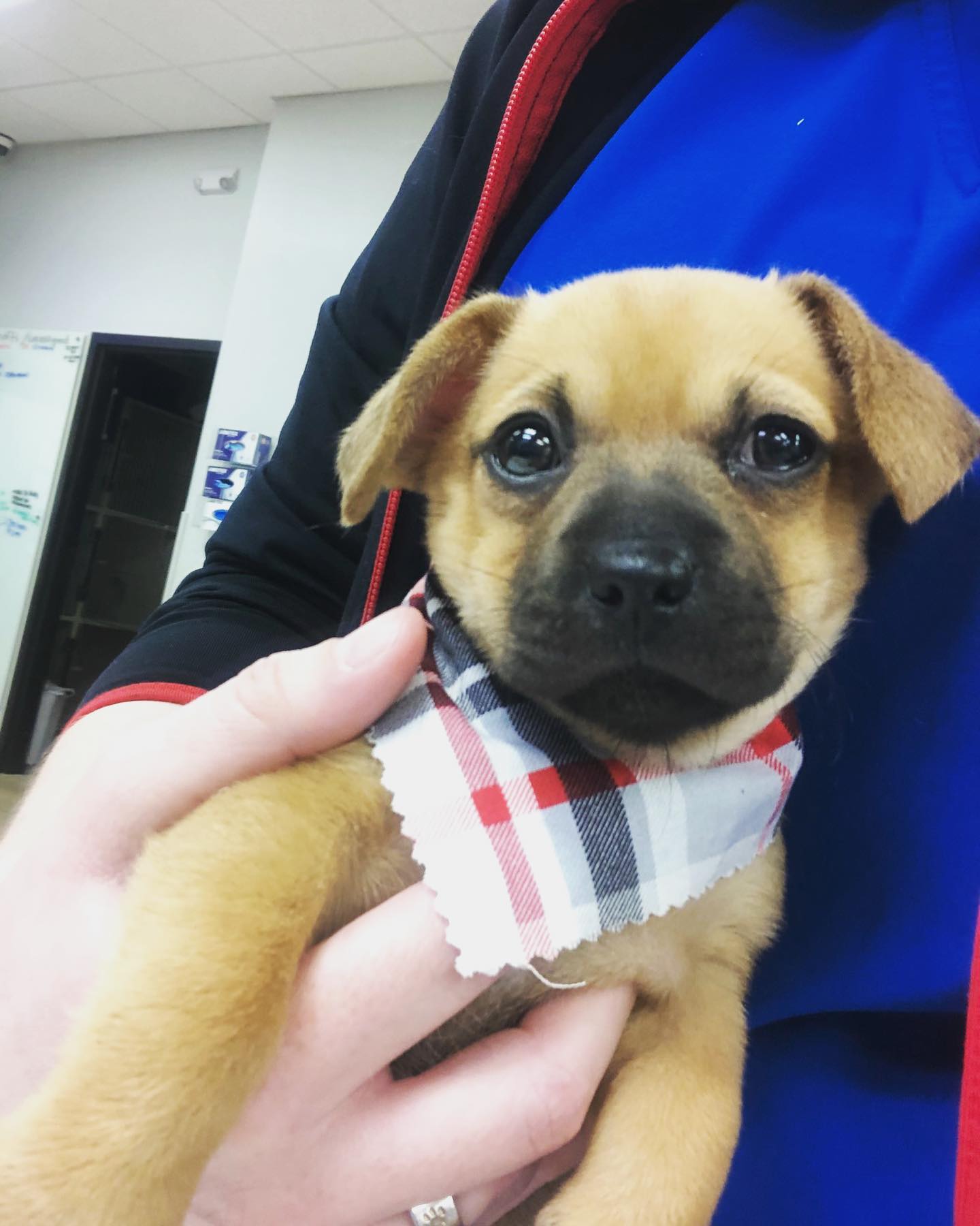 Seven - Sweet Sadie is our Pet of the Day! This baby girl was a