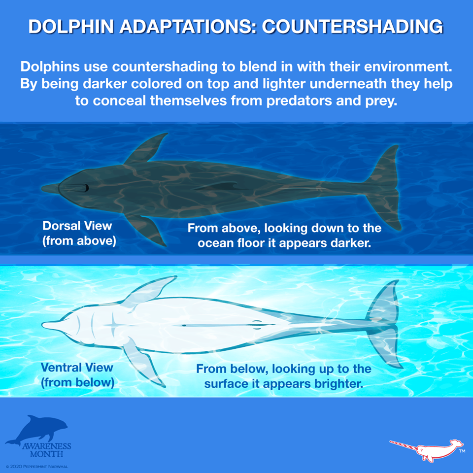 Emerald Coast Wildlife Refuge - #FunFactFriday! Countershading is a ...