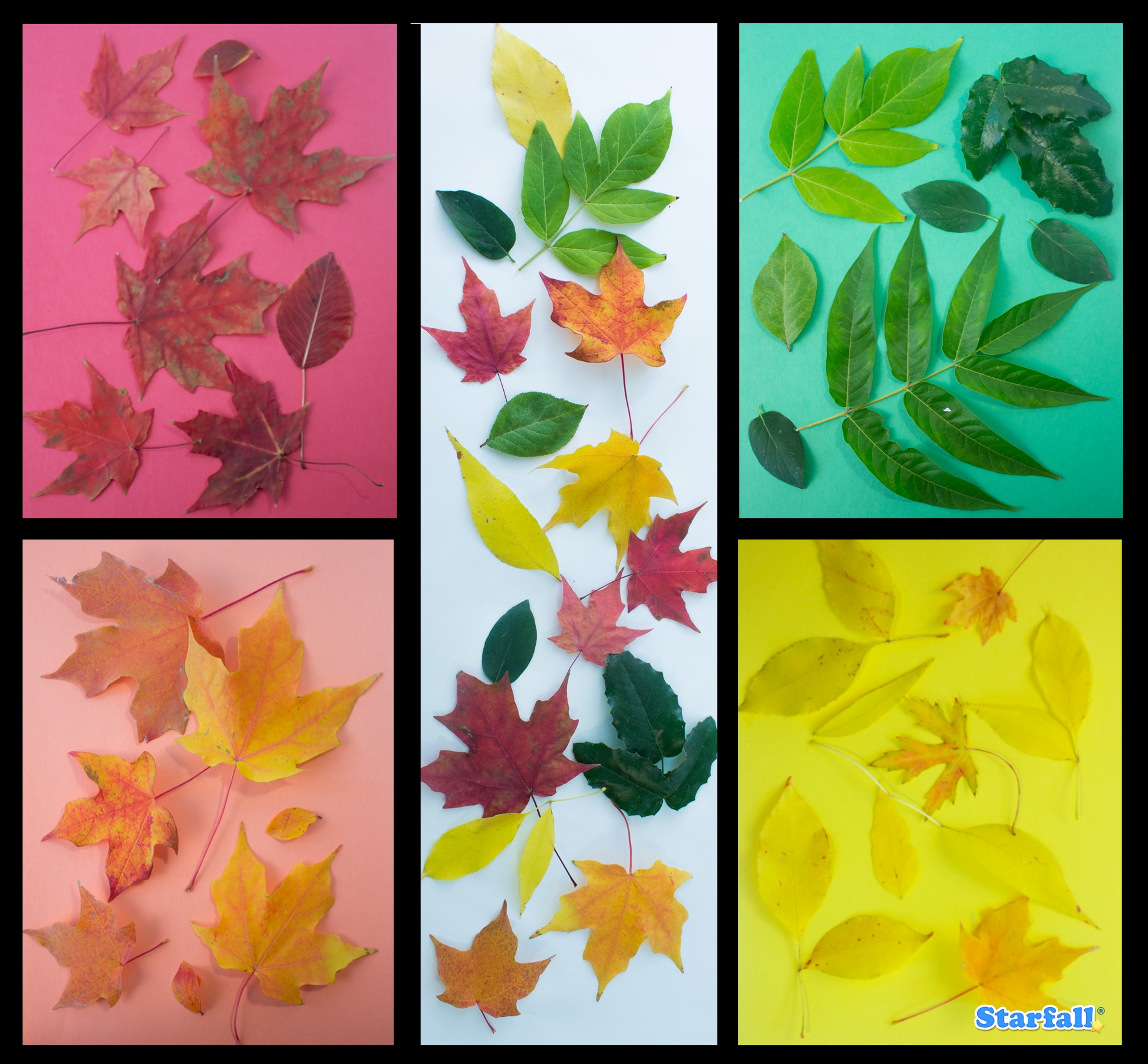 Starfall Education Foundation - Are the leaves changing colors in your ...