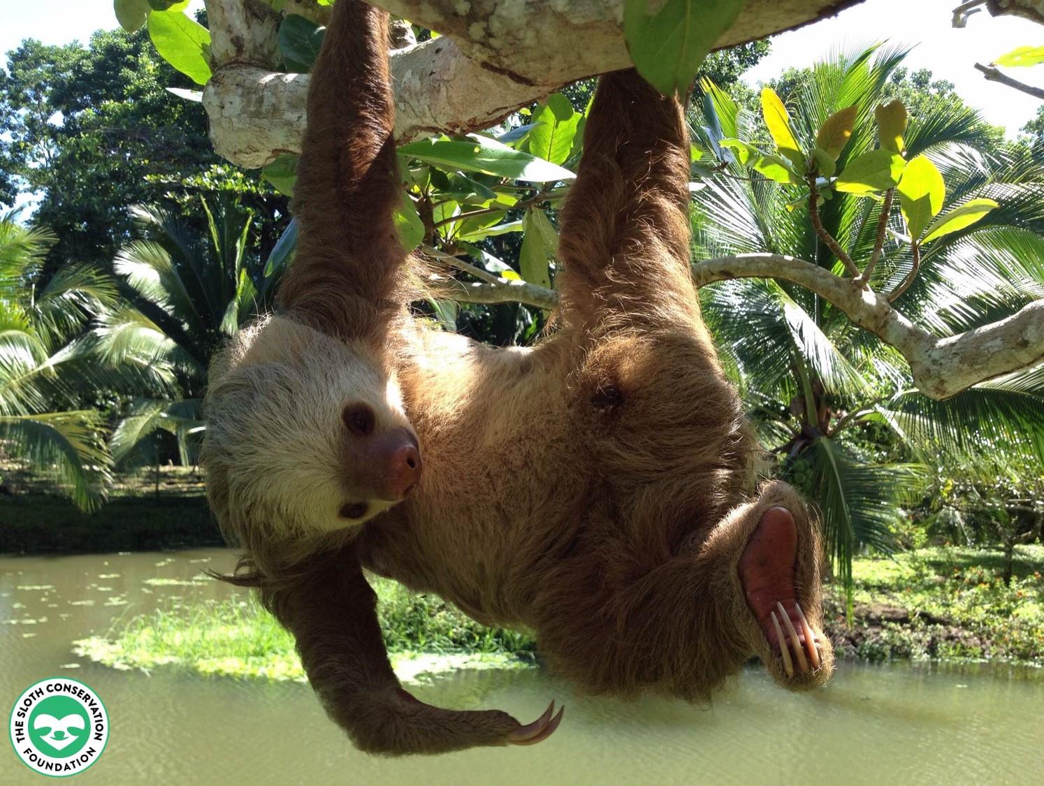 The Sloth - Sloth fans in the USA / Canada - you only have 2 days left ...