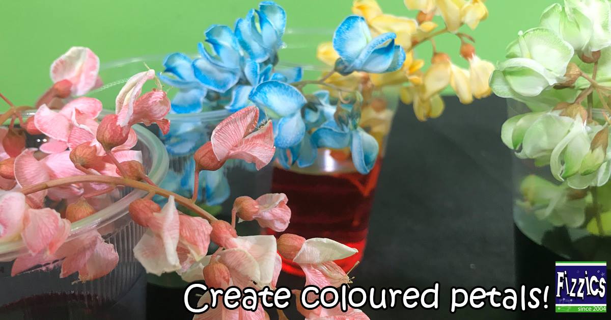 Fizzics Education - Create coloured petals! An easy experiment for kids ...