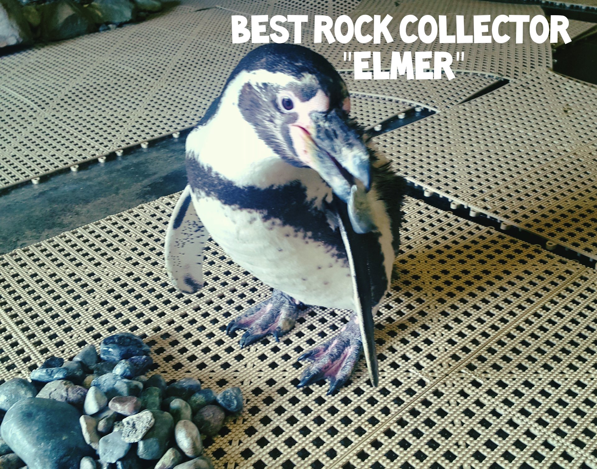 Elmer was voted Best Rock Collector... - Rosamond Gifford Zoo