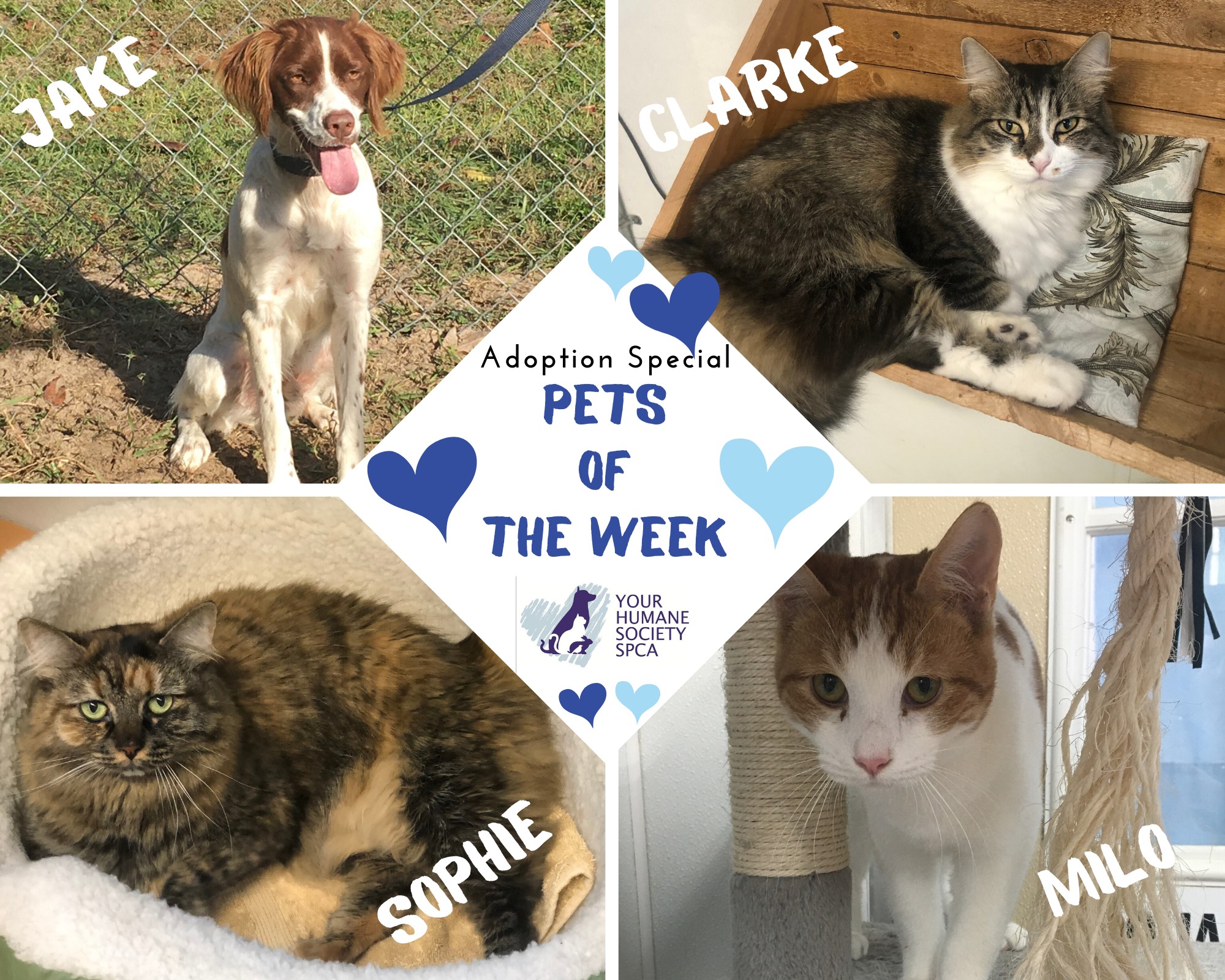 Meet our 🐾PETS OF THE WEEK🐾... - YOUR Humane Society SPCA