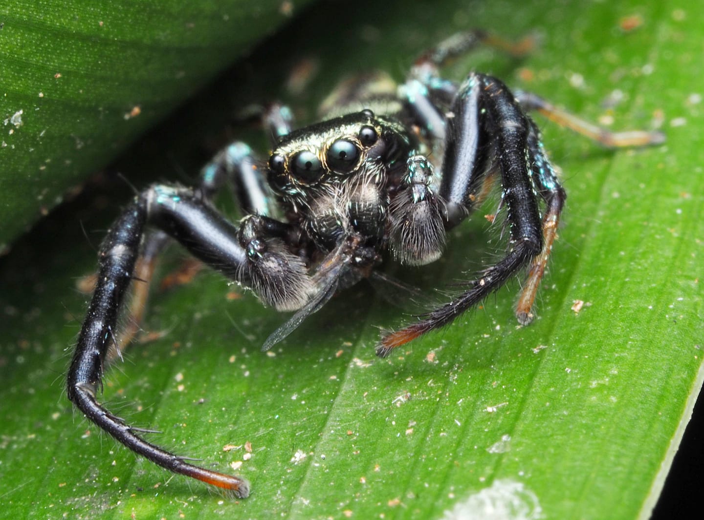 Thiania suboppressa Strand, 1907 (male) @Taiwan