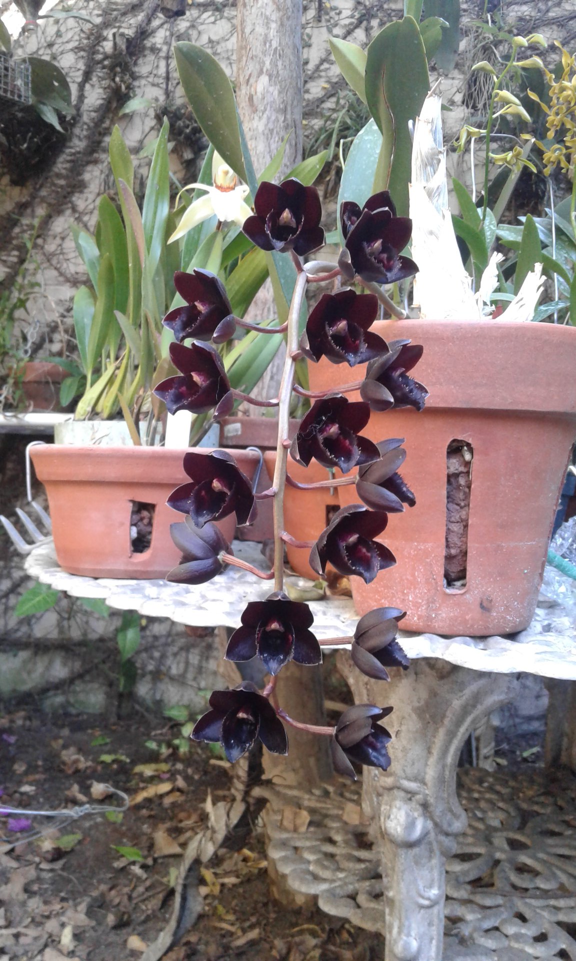 Unusual clonal mutation of SVO Black Pearl orchid