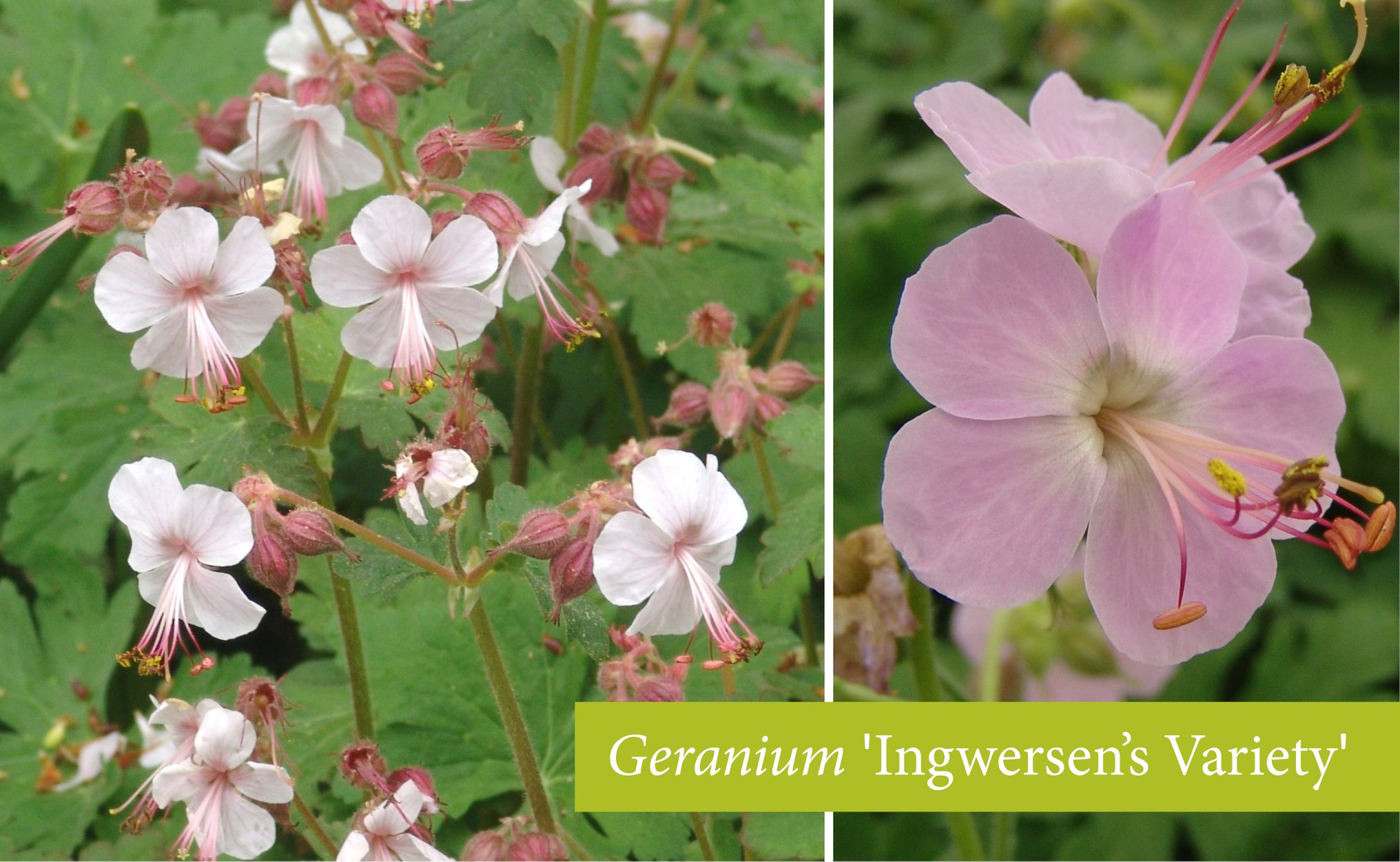 HAPPY BIRTHDAY! Geranium... - North Creek Nurseries | Facebook