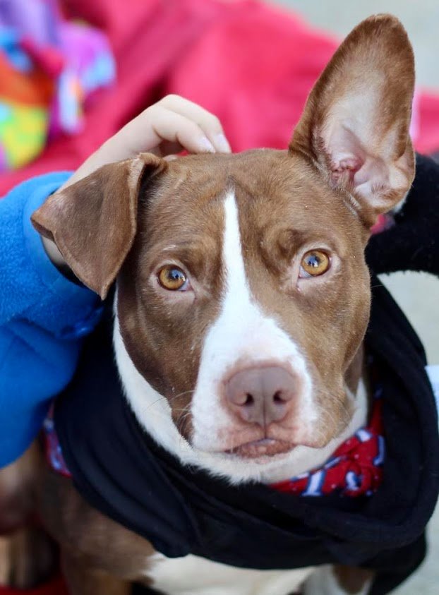 Precious is an adorable little 34 lb,... - Atlanta Lab Rescue | Facebook