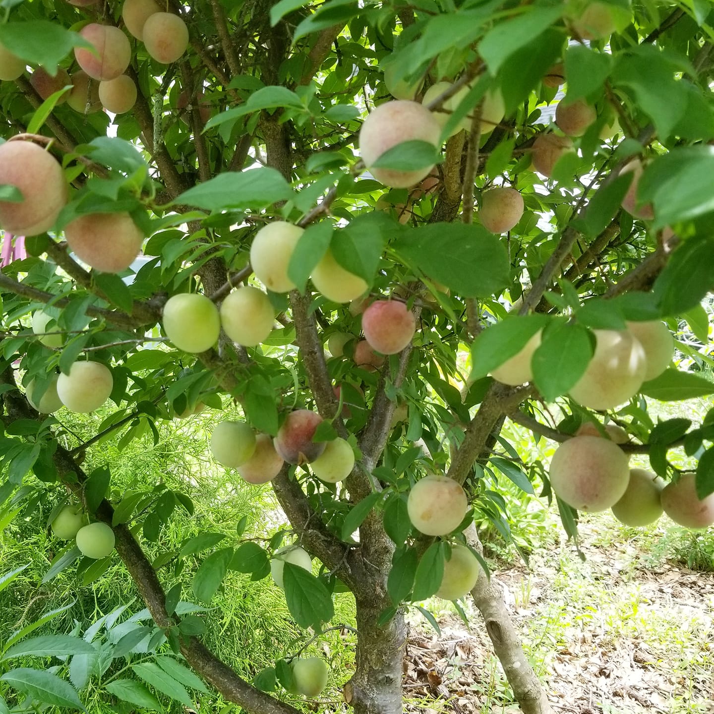 What type are you growing? 🍑👇 I taste-tested three Japanese