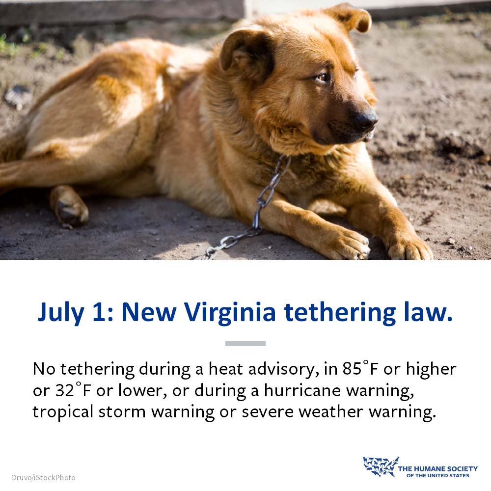A new tethering law goes into... - Chesapeake Humane Society | Facebook
