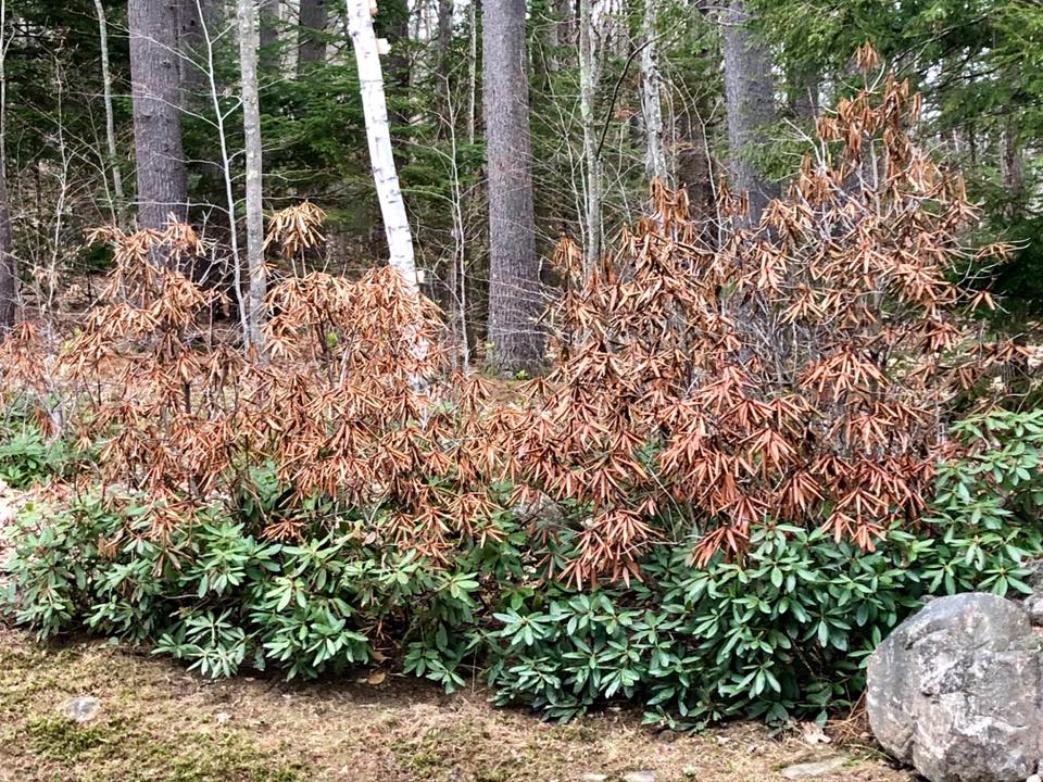 You know it's cold when the rhododendrons experience shrinkage