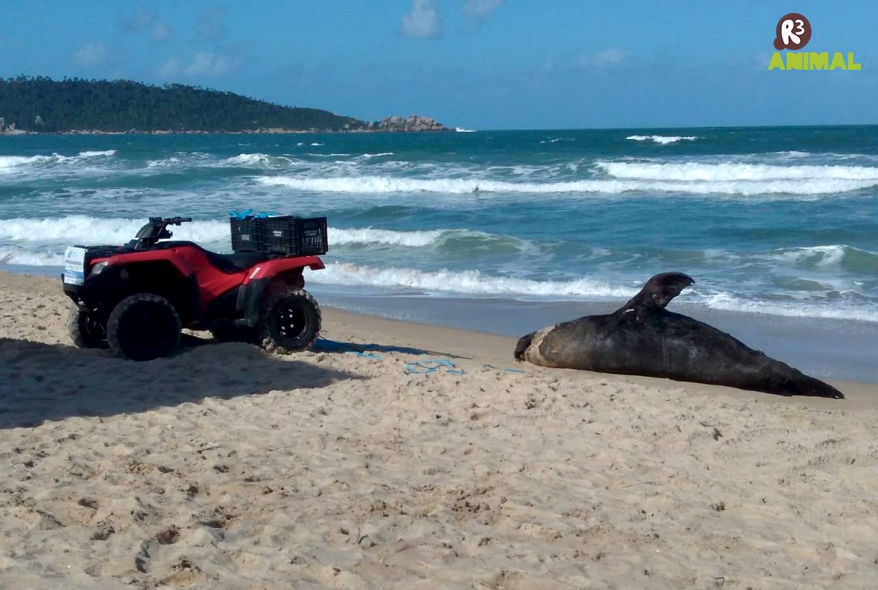 A Associação R3 Animal, através do... - Associação R3 Animal | Facebook