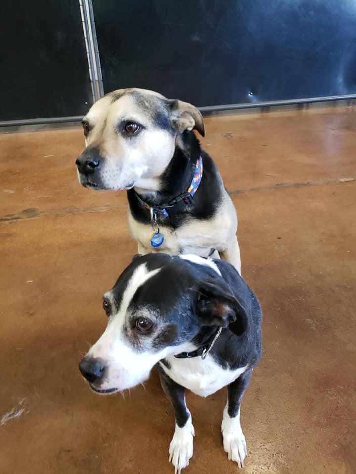 Happy Pups today at... Lucky Dog Daycare and Boarding