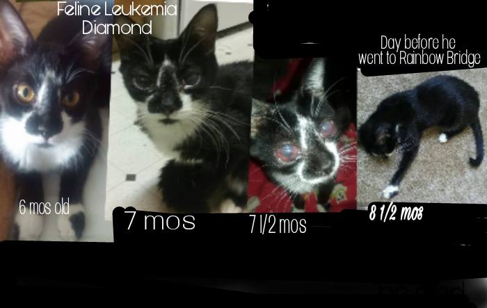 Image showcasing FELINE LEUKEMIA SUPPORT & AWARENESS