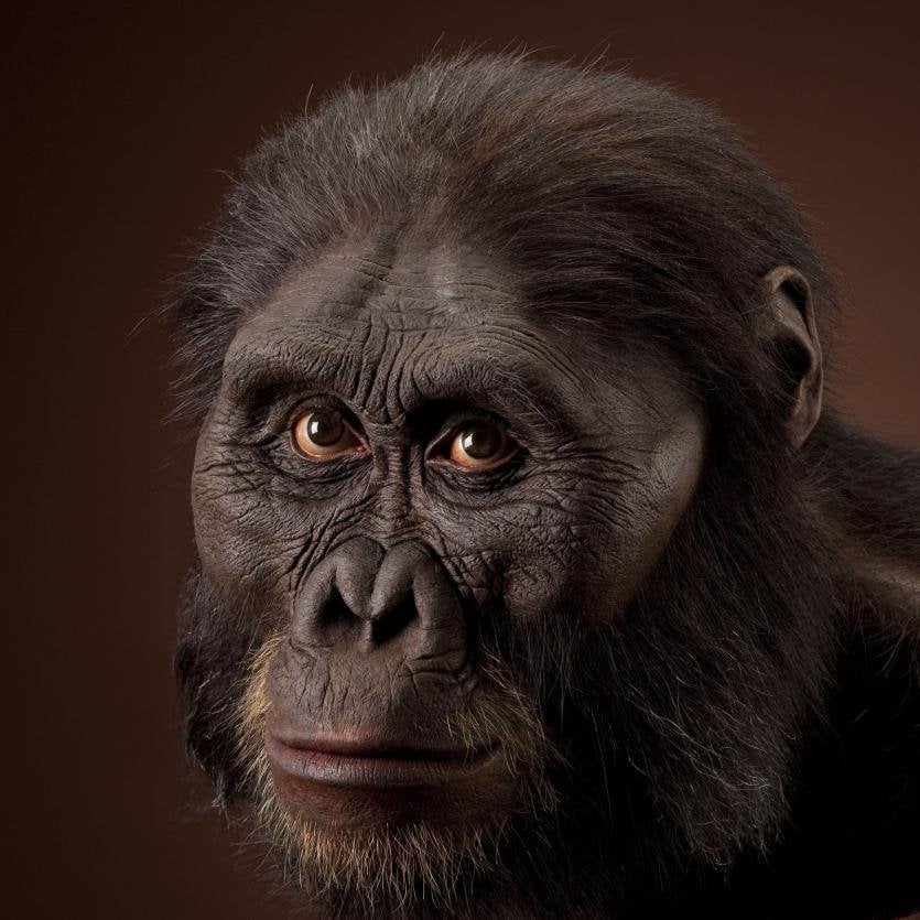 Smithsonian National Museum of Natural History - Australopithecus ...