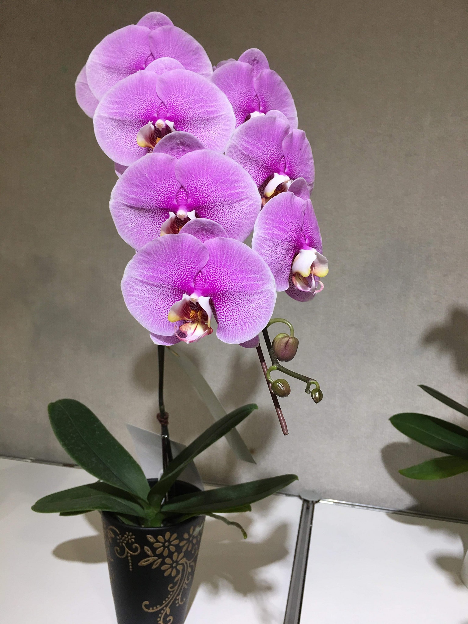洋蘭 胡蝶蘭 Phal Hwa Yuan Five Star 受賞蘭 洋蘭 胡蝶蘭 Phal Hwa Yuan Five Star 受賞蘭 Champion Phalaenopsis
