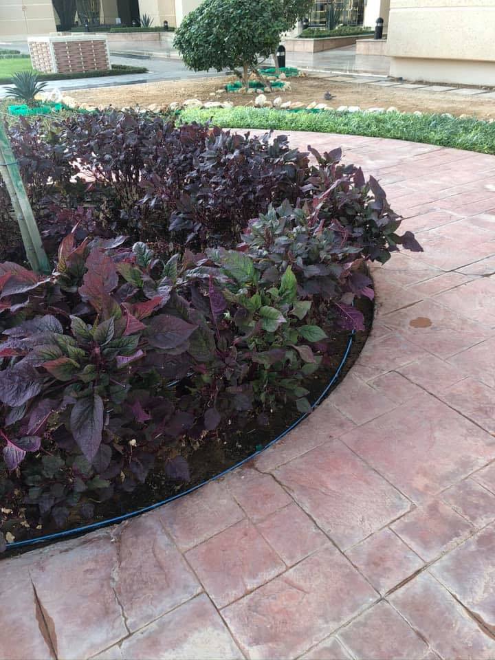 Waleed Alrashed