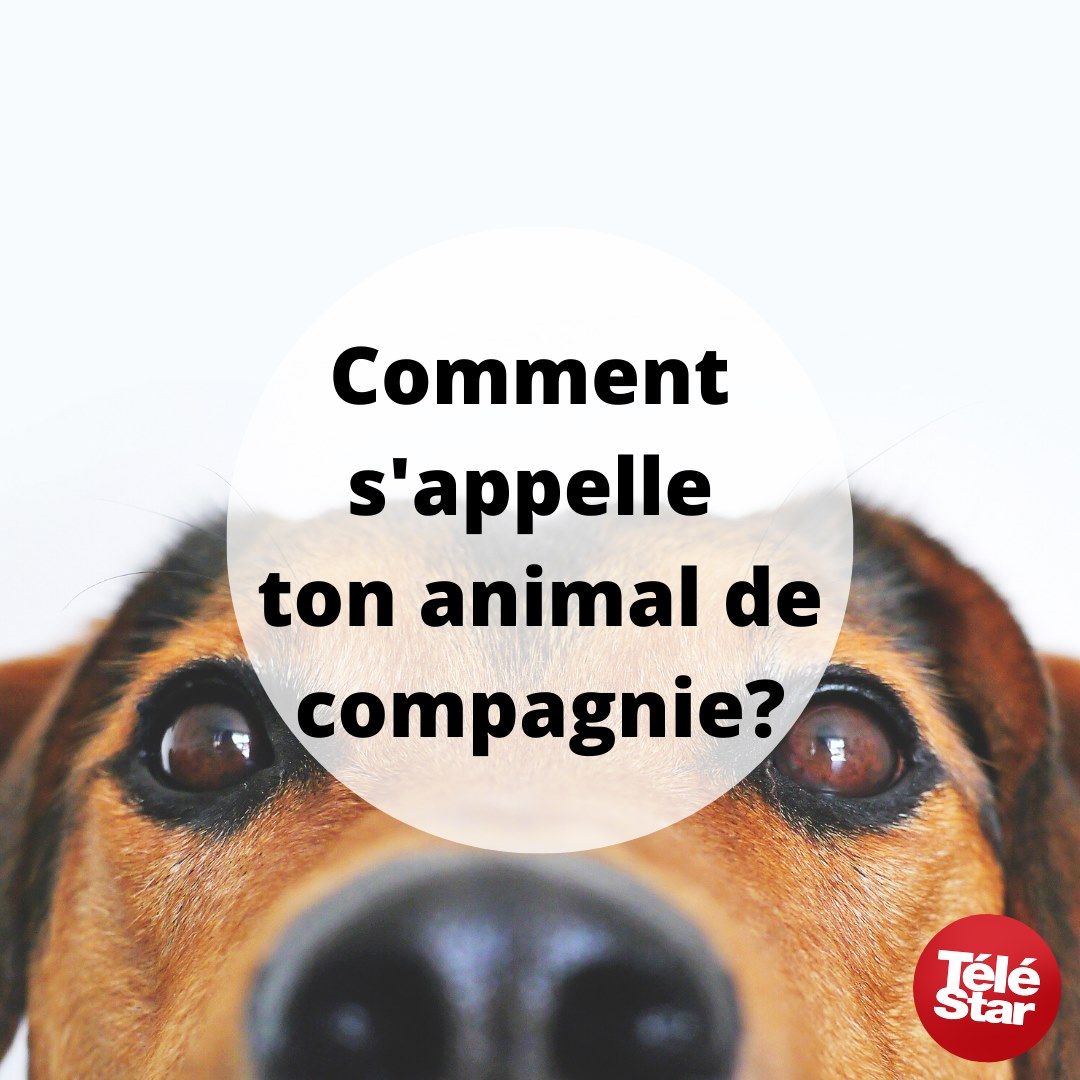 Comment S appelle Le Chien De La Photo Pix