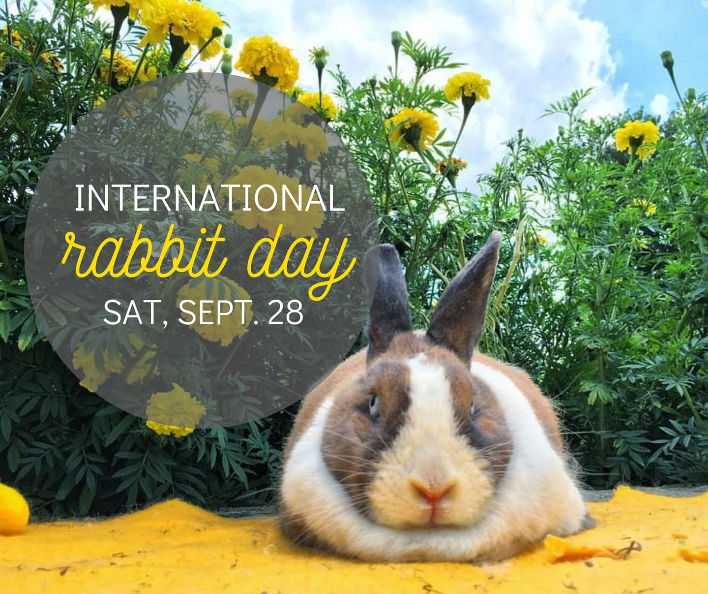 Great - Do you know what Saturday is? It's INTERNATIONAL RABBIT DAY! 🐰 ...