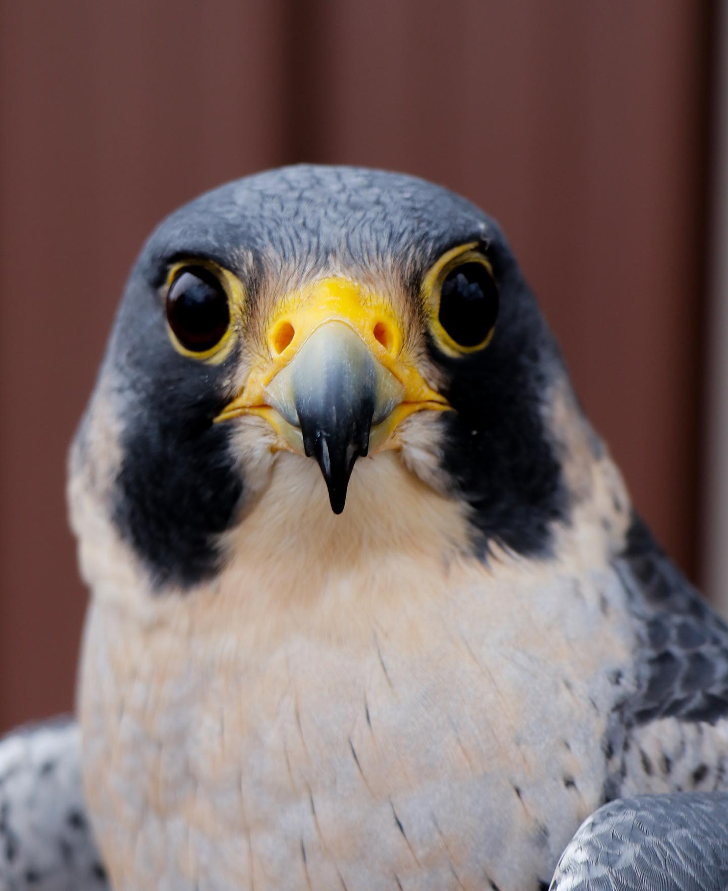 “Sam” the Illinois Raptor Center... - Illinois Raptor Center