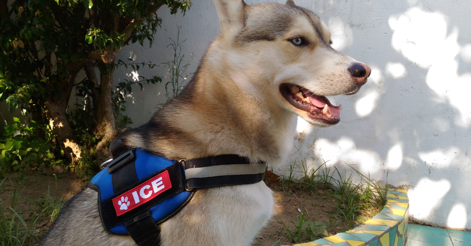 2 Toppe Ricamate Cane Da Servizio Gancio & Anello 4x3 - Patchtown