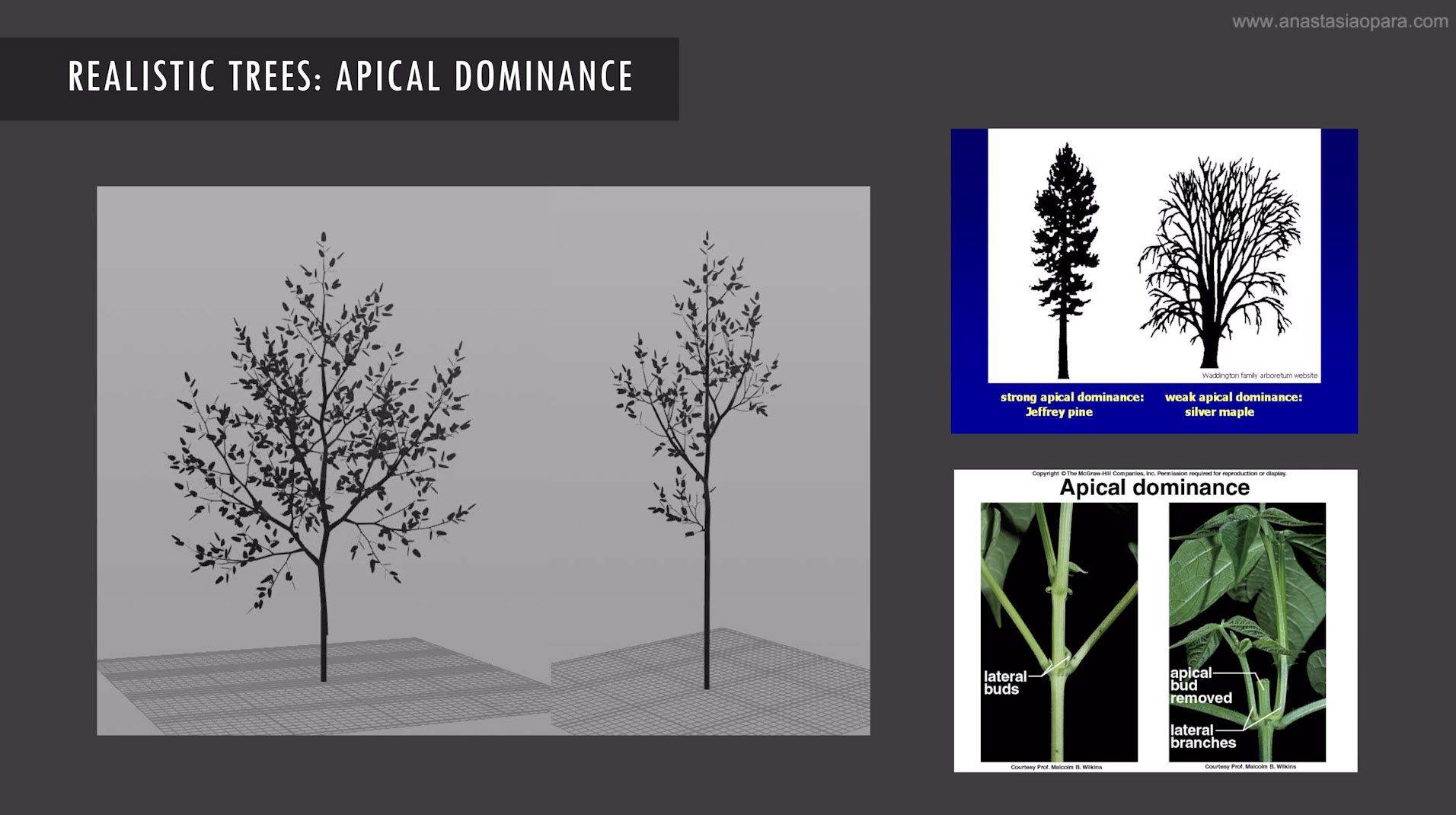 CG Record - Procedural Realistic Tree R&D in Houdini by...