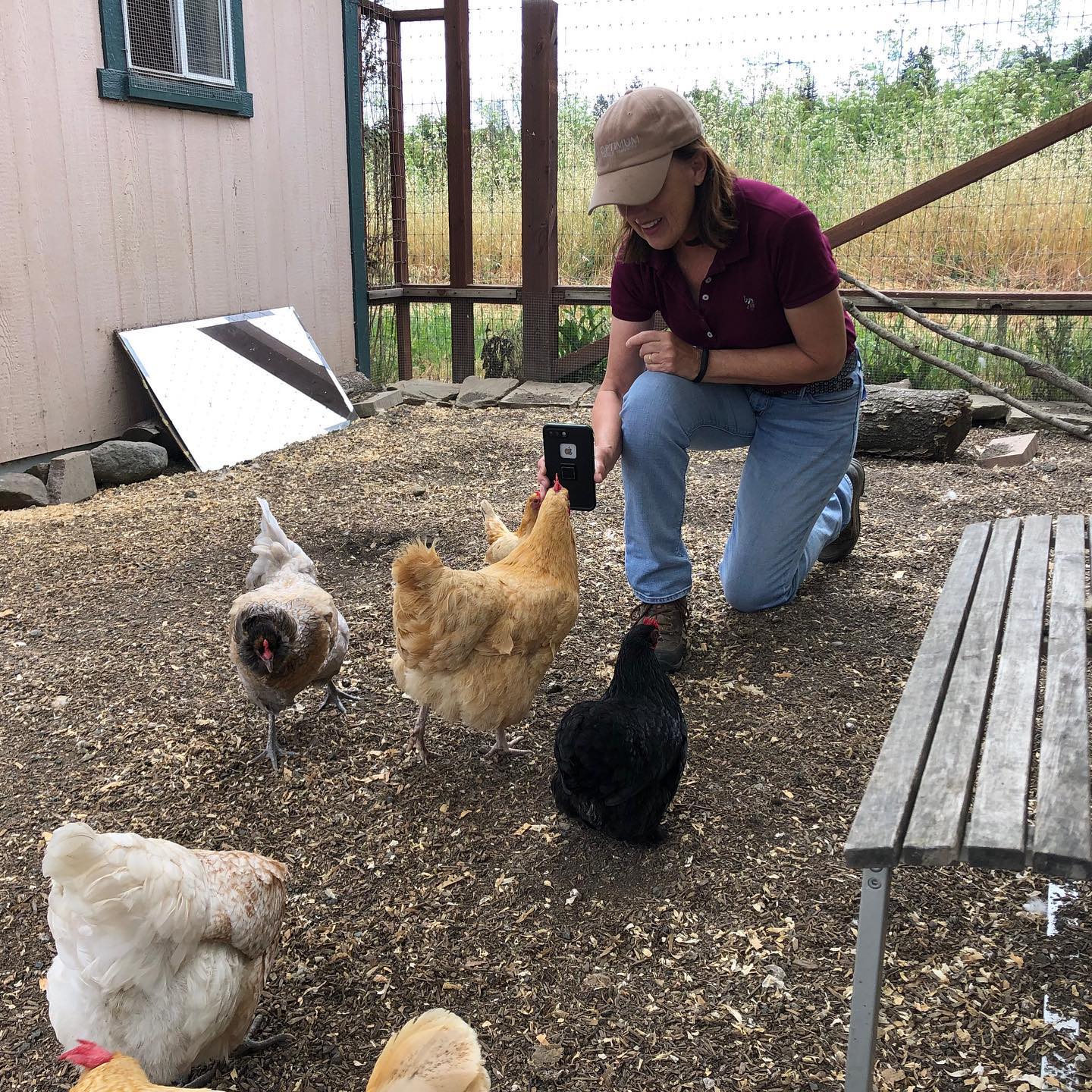 Our silly chickens being shown to a... - Jasper Ridge Farm