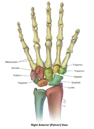 The Bones of the Hand #ctisus These medical illustrations show the ...