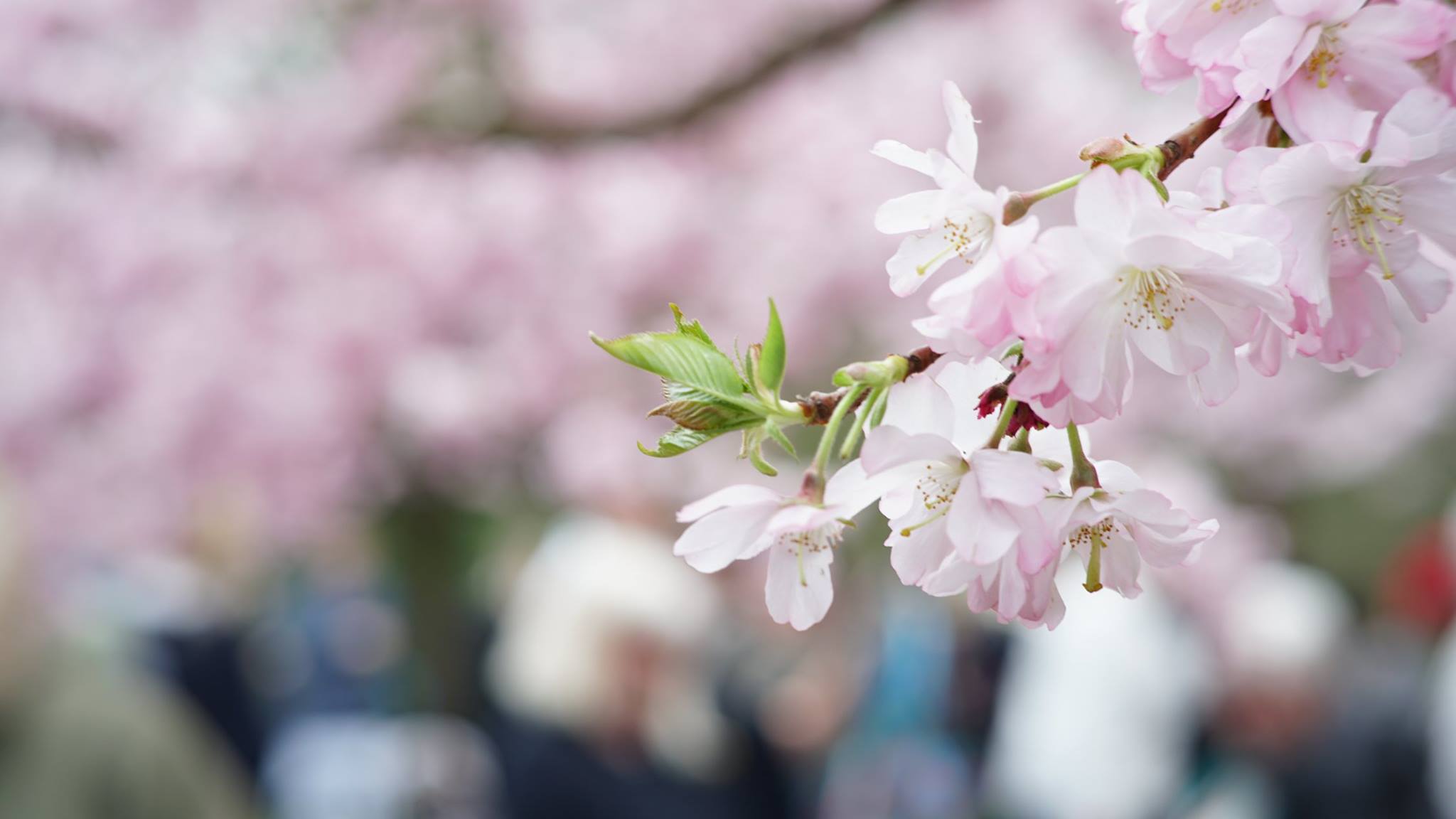 🌸 The beauty of Sakura Festival 2026 in Langelinie Park