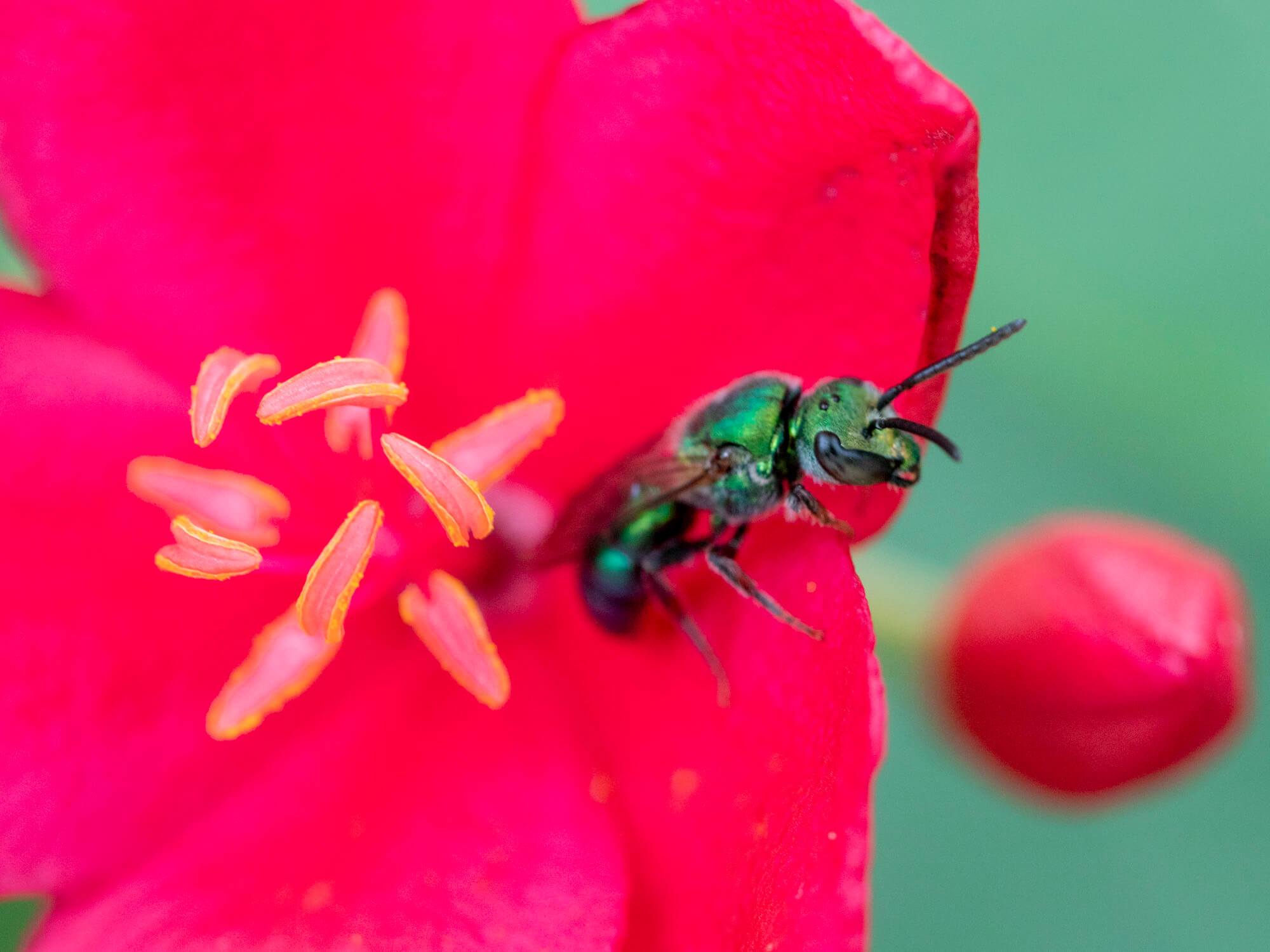 It's National Pollinator Week! There... - Gladys Porter Zoo