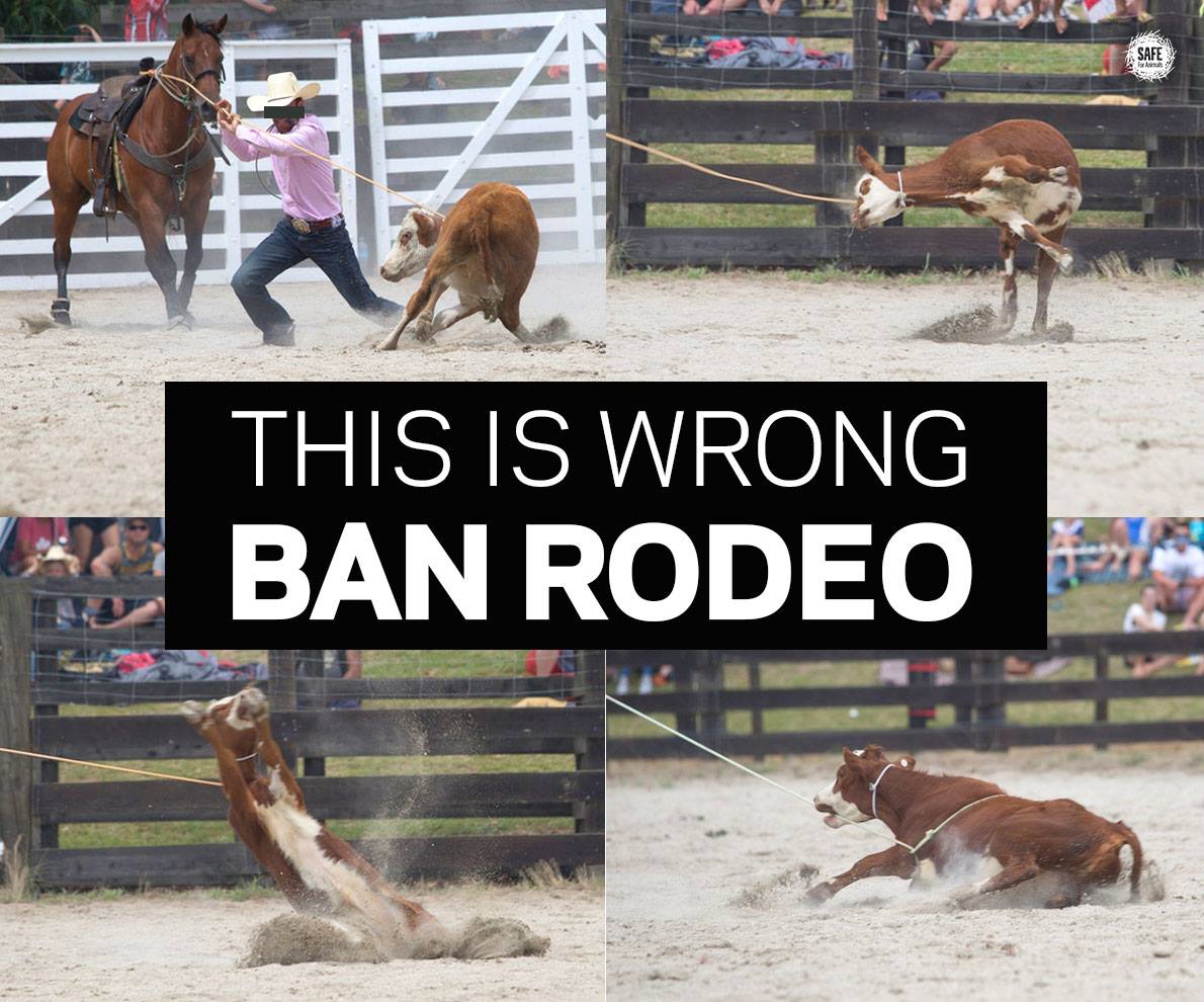 Richmond rodeo - Help BAN RODEO in NZ