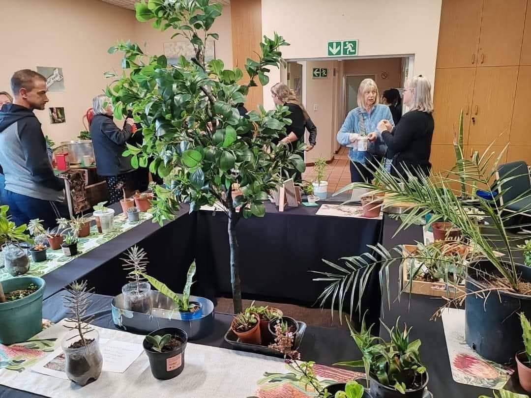 🌿🌱 PLANT SWAP, THIS... - Bothasig Residents Association | Facebook