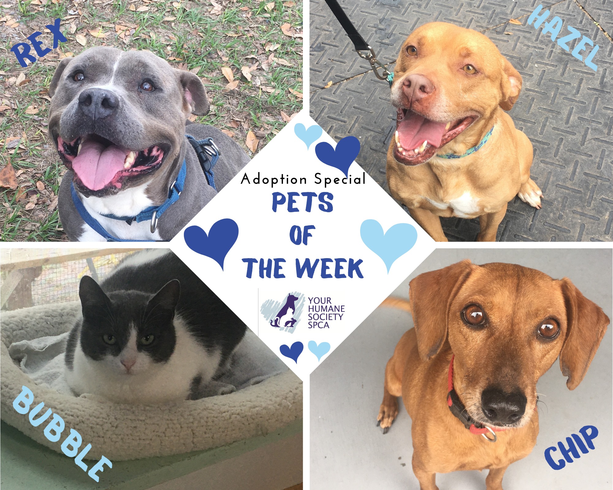 Meet our 🐾PETS OF THE WEEK🐾... - YOUR Humane Society SPCA