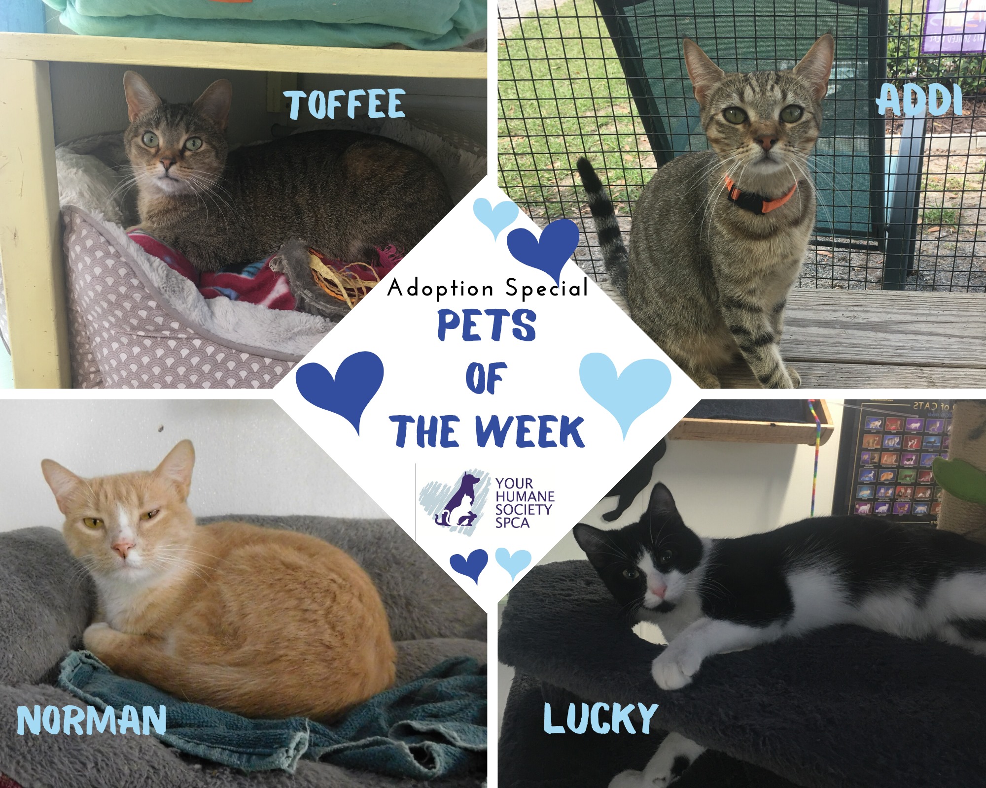Meet our 🐾PETS OF THE WEEK🐾... - YOUR Humane Society SPCA