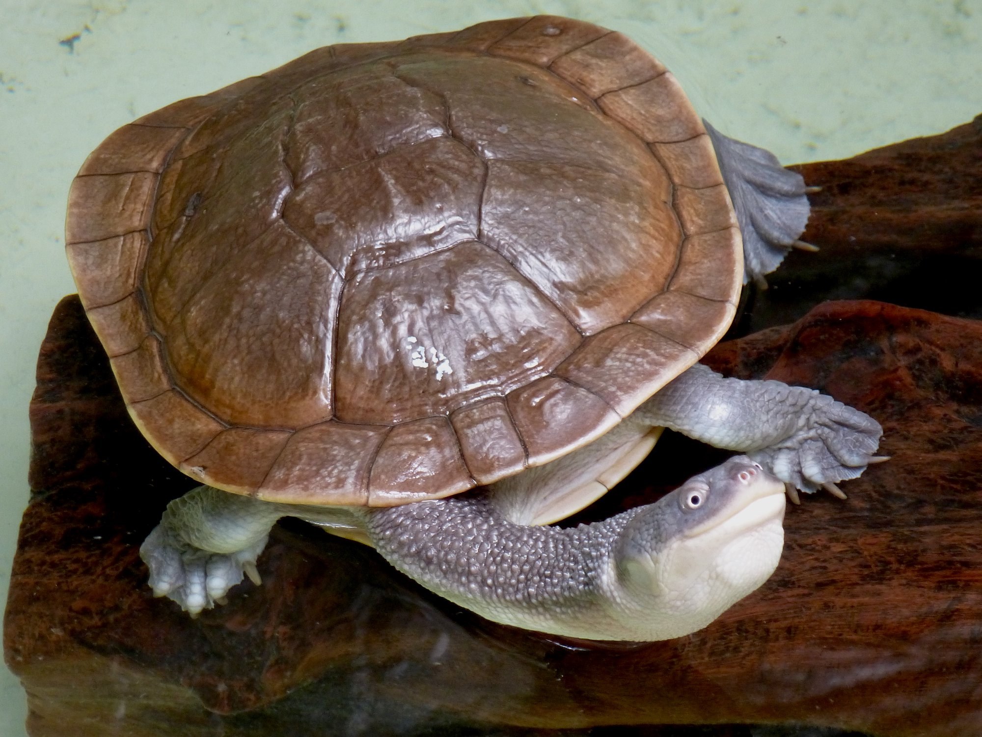 Meet the Roti Island... - American Museum of Natural History | Facebook