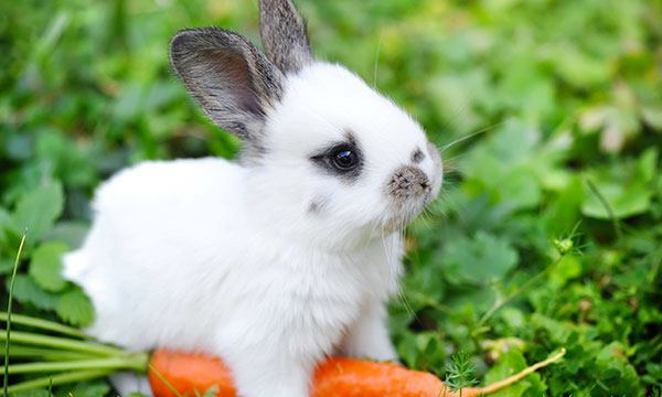 Stilwell Animal Hospital & Equine Center - It's International Rabbit ...