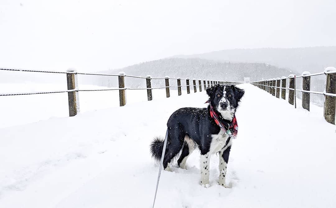 Vermont State Parks - Bark ranger in action spotted at Little River ...