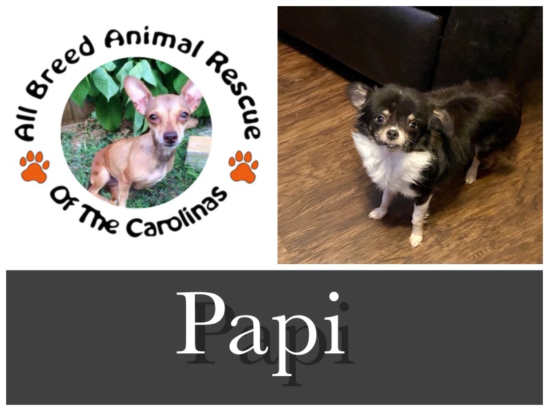 Mona Pants Mintage - Here’s one of the reasons we love All Breed Animal ...