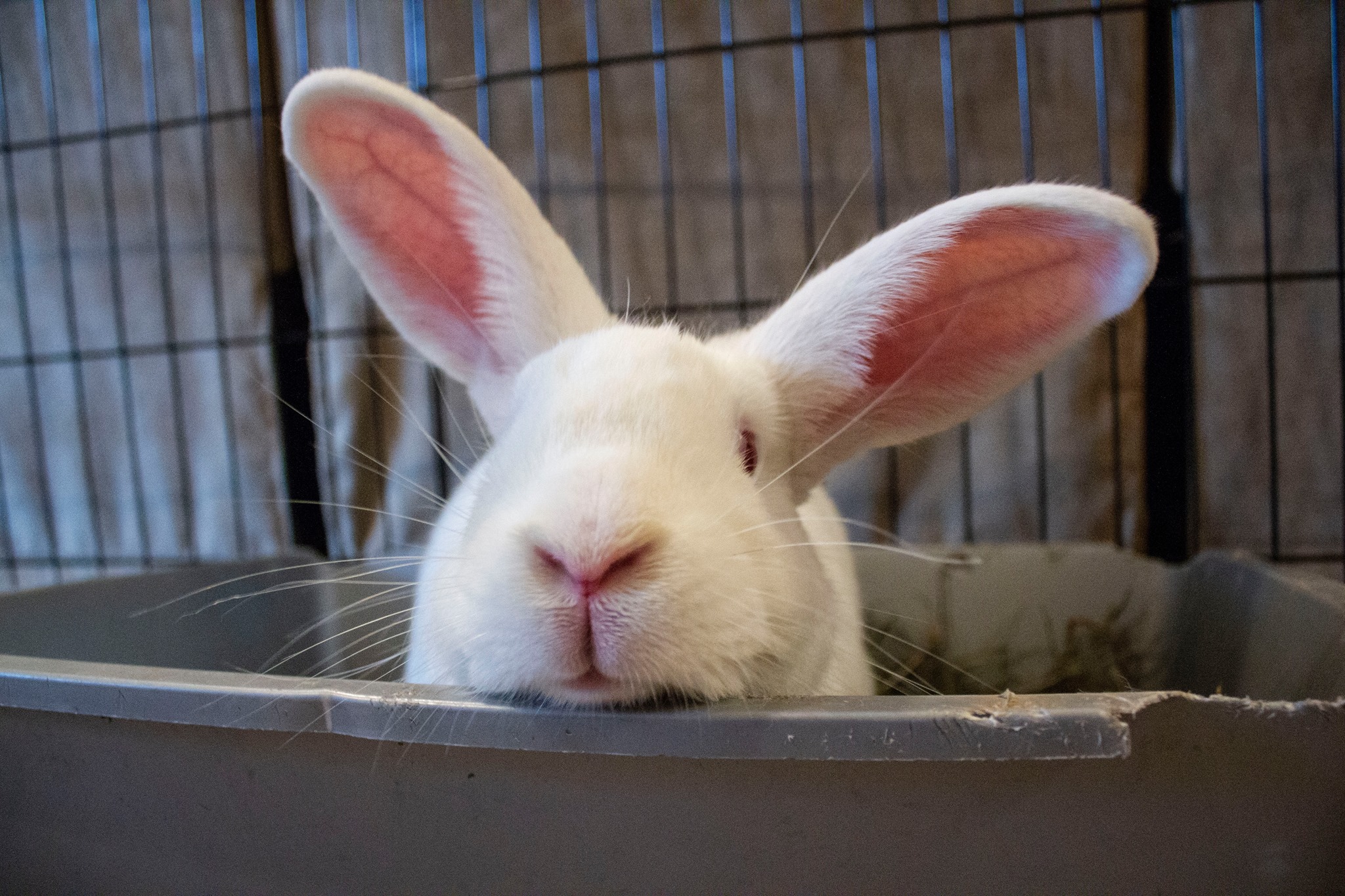 Waiting 3 and a half... - Long Island Rabbit Rescue Group
