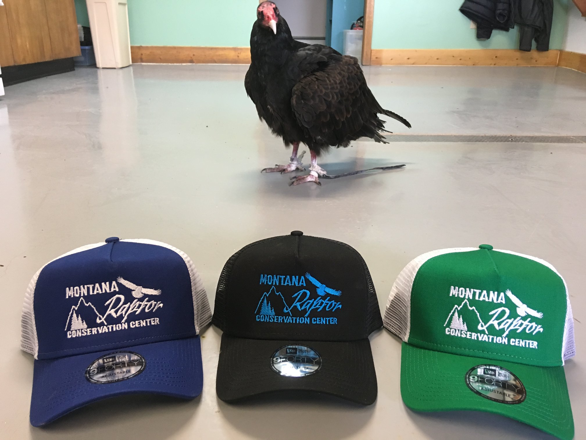 We just got in a new... - Montana Raptor Conservation Center