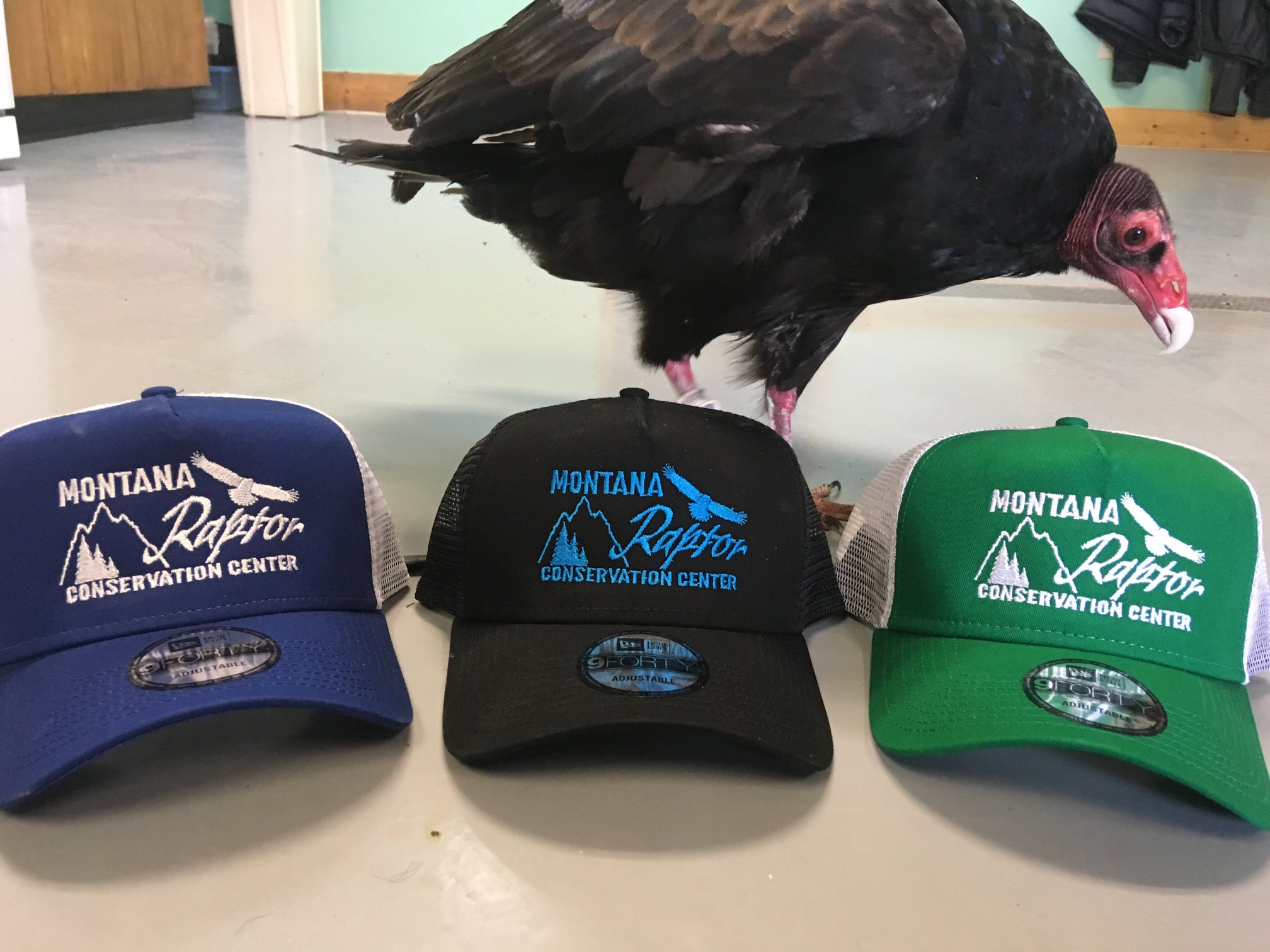 We just got in a new... - Montana Raptor Conservation Center