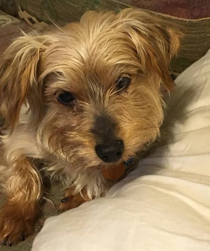 Old Dog Haven - ADOPTED Jazzy was surrendered to Smidget...