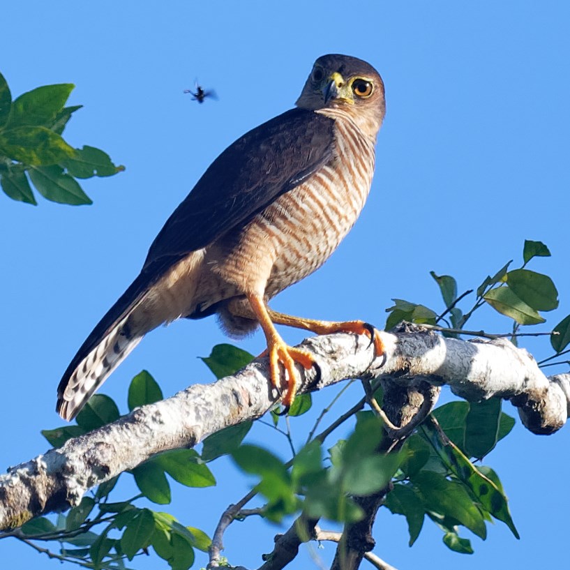 The Canopy Family, Panama - The suitably named Tiny Hawk (Accipiter ...