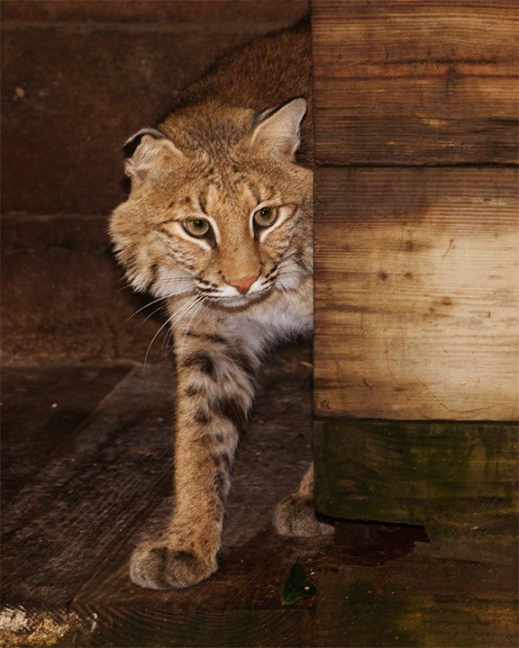Bobcat coat patterns vary widely