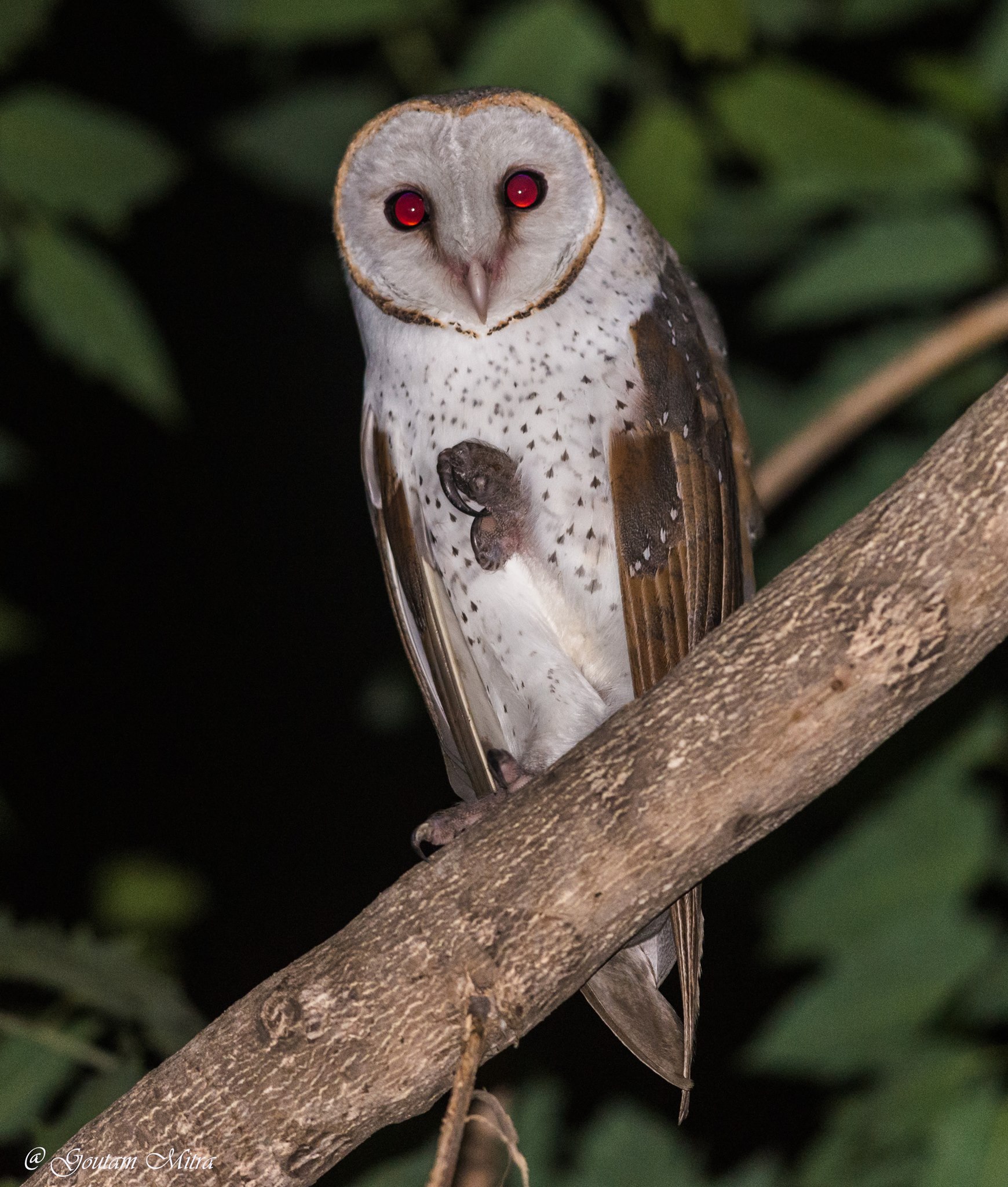 Goutam - Barn Owl !!! The Barn Owl (Tyto alba) is the most widely ...