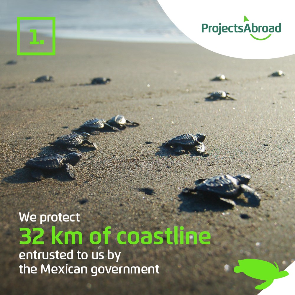 Projects Abroad - Let's save the turtles! 🐢 Here are 5... | Facebook