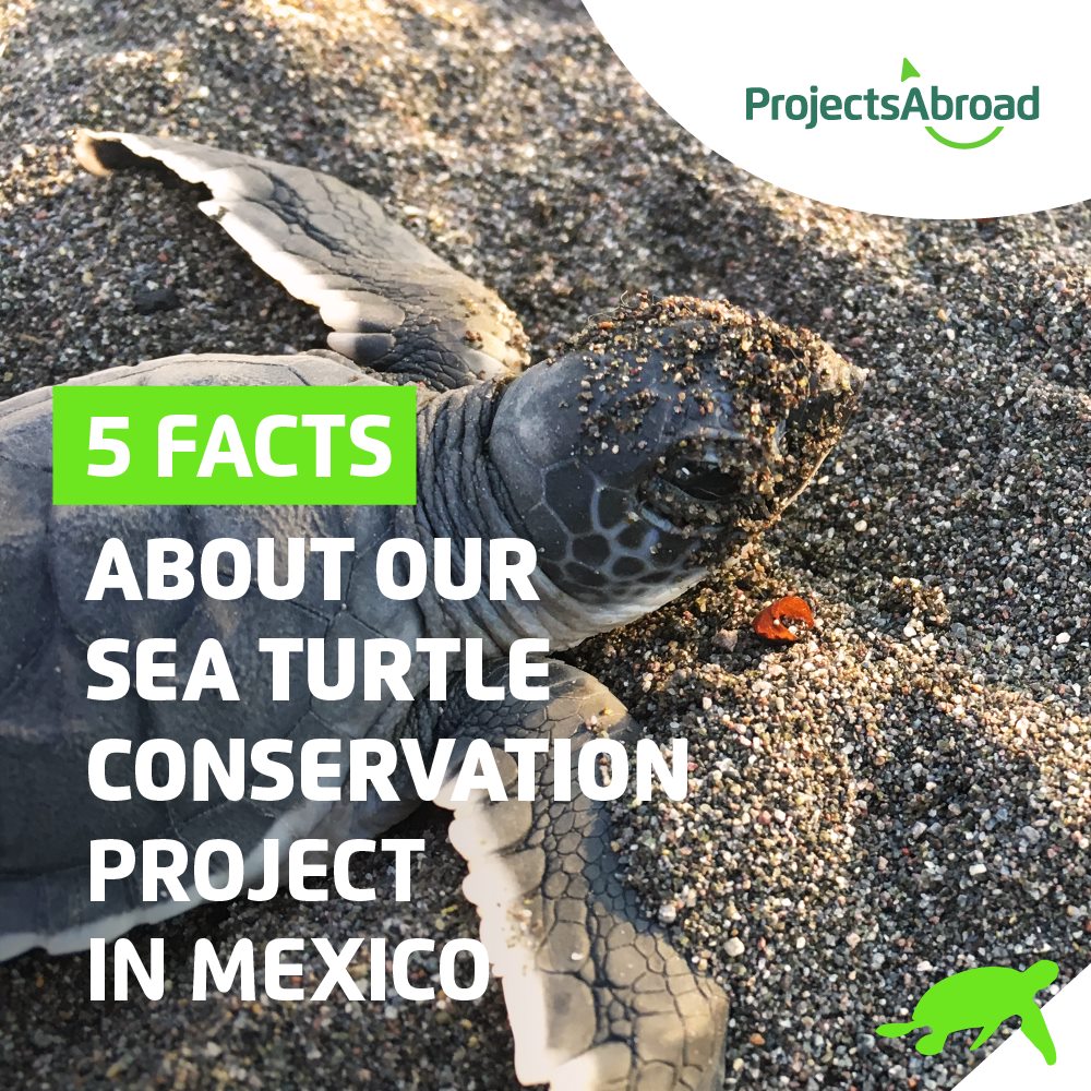 Projects Abroad - Let's save the turtles! 🐢 Here are 5... | Facebook