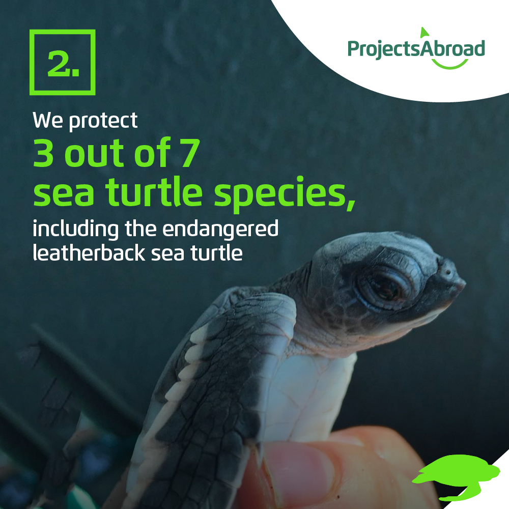 Projects Abroad - Let's save the turtles! 🐢 Here are 5... | Facebook